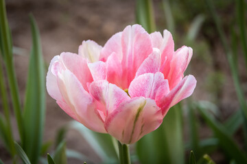 Fototapeta premium Russia. Kronstadt. May 27, 2020. A pink tulip bloomed in a city flower bed.