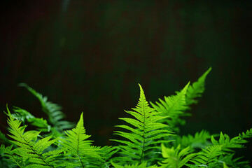 Fern. Green leaves of forest fern on dark background. Fern leaves in soft focus, blurred background