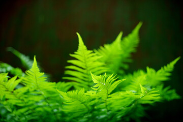 Fern. Green leaves of forest fern on a dark background. Green fern in soft focus. Blurred background