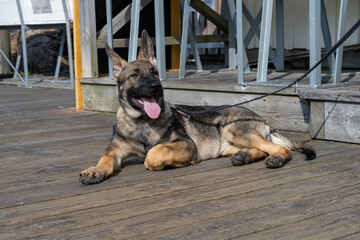 A four-month-old German Shepherd puppy lay down on a wooden deck. Sable colored working line breed