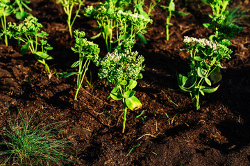 Growing flowers and plants in a nursery. Landscaping of urban and homestead territories. Close-up
