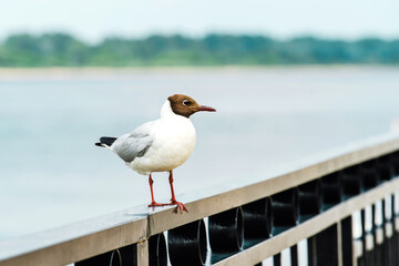 A seagull rests on the metal railings of the embankment. Close-up