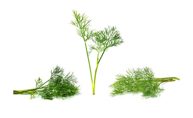 dill isolated on white background