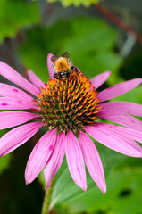 Bumblebee pollinating echinacea flower.