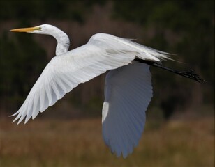 Elegant white heron egrets mating plumage