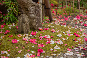 白毫寺の五色椿　横位置