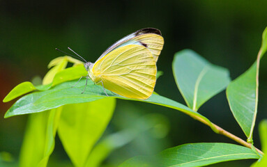 Yellow Butterfly on leaf