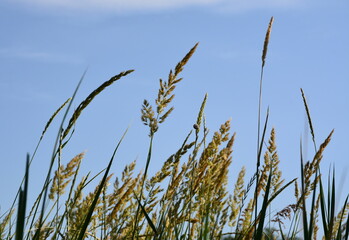 Obraz premium Steppe grass against the blue sky
