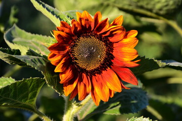 Ornamental sunflower in the bright sunlight