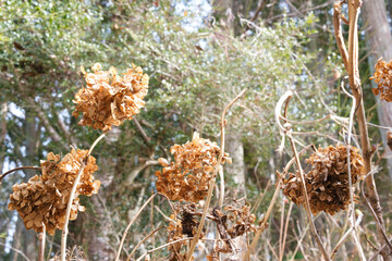 真冬の枯れた紫陽花