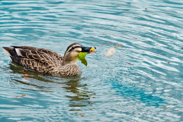 泳ぐ鴨　水辺の風景
