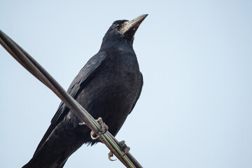 Black adult raven perched on a wire.