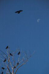 Crows sitting on dry tree branches against the sky.