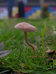 mushroom in the grass