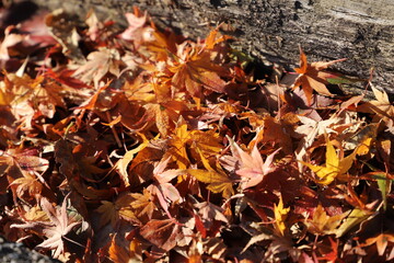 :紅葉・秋イメージ