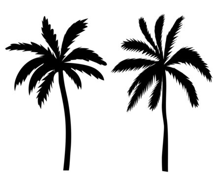 palm trees black silhouette, isolated vector