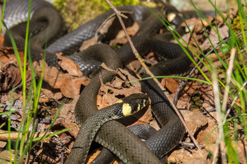 Group with Grass snakes that sunbathing at spring