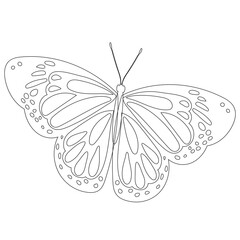 butterfly outline on white background, isolated