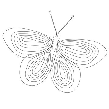 butterfly outline on white background, isolated, vector