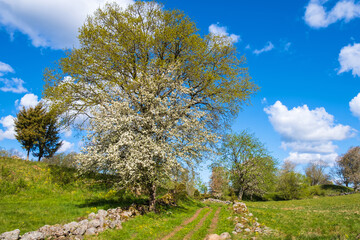 Cultural rural landscape view with flowering trees