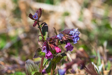 Flowering Lungwort flowers a sunny spring day