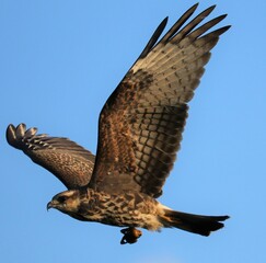 Endangered Snail Kite hunting