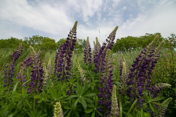 Lupinen am Wegesrand