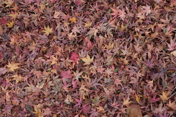 紅葉・秋イメージ