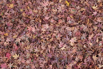 Fototapeta premium :紅葉・秋イメージ
