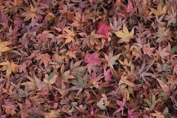 :紅葉・秋イメージ