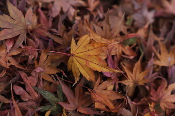 :紅葉・秋イメージ