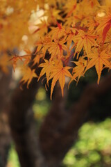 :紅葉・秋イメージ