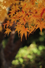 紅葉・秋イメージ