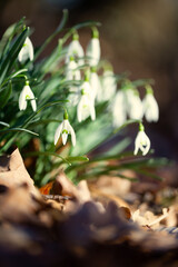 Fototapeta na wymiar Spring flower snowdrop is the first flower in the end of winter and the beginning of spring.