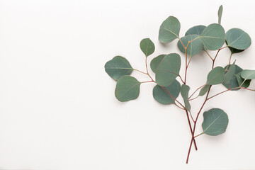 Eucalyptus composition. Pattern made of various colorful flowers on white background. Flat lay stiil life.