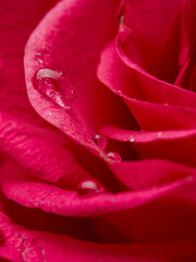 Deep red rose close up. Red rose. Deep red rose. Red rose macro scene