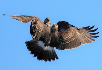 Endangered Snail Kite Mating Talon Lock Ritual Same Sex Couple
