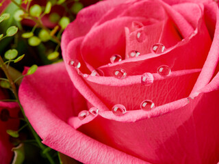Deep red rose close up. Red rose. Deep red rose. Red rose macro scene