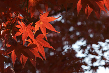 秋紅葉赤い葉っぱ日本和風イメージ背景テクスチャ素材