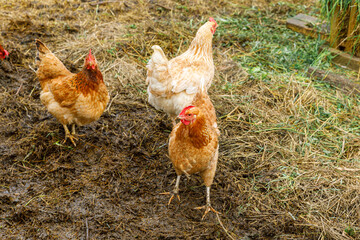 Free range chicken on organic animal farm freely grazing in yard on ranch background. Hen chickens graze on natural eco farm. Modern animal livestock and ecological farming. Animal rights concept
