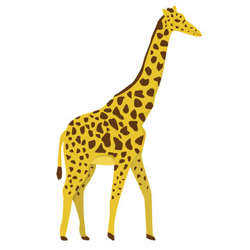 African giraffe in flat style isolated on white background