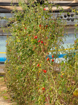 Cherry tomato greenhouse