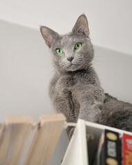 Kot patrzy z góry z półki z książkami. Kot rosyjski niebieski na półce z książkami.