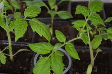 green leaves of tomatoes seedling