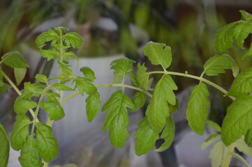 green leaves of tomatoes seedling