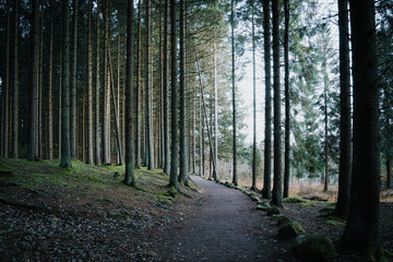 Obraz premium Hiking path in pine forest on the Swedish west coast.