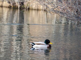Canards domaine de charance Gap 