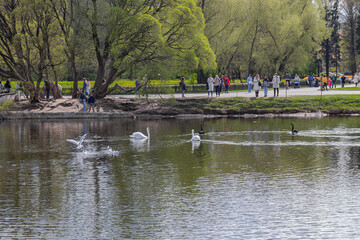 MOSCOW, RUSSIA - May 07, 2021: People looking at the black and white swans in the pond