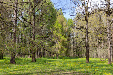 Landscape with different trees in the Moscow Botanical Garden of Academy of Sciences
