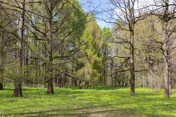 Landscape with different trees in the Moscow Botanical Garden of Academy of Sciences